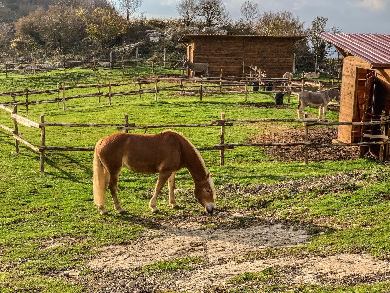 https://www.terredipregio.it/immagini_news/48/percorso-sensoriale-cavalca-ta-le-foglie-48-600.jpg